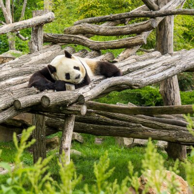 Panda au repos sur les troncs
