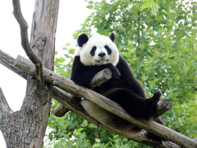 Papier peint  Panda couché sur l'arbre