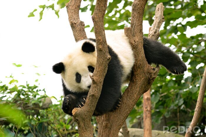 Papier peint  Panda couché sur les branches