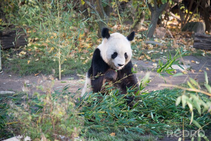 Papier peint  Panda dans son environnement naturel