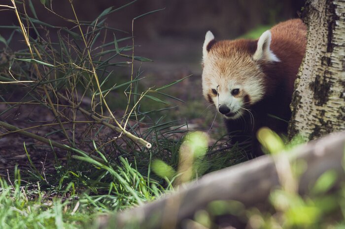 Papier peint  Panda derrière un arbre
