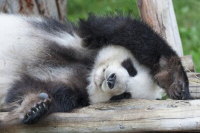 Panda dormant sur un arbre