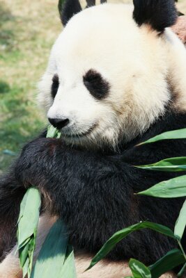Papier peint  Panda en train de manger les feuilles vertes
