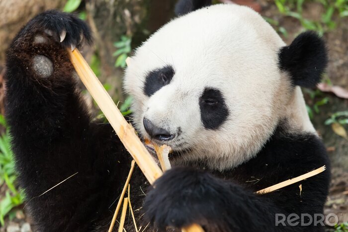 Papier peint  Panda en train de manger les tiges