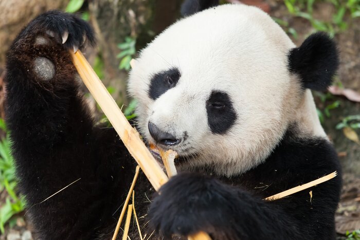 Papier peint  Panda en train de manger les tiges
