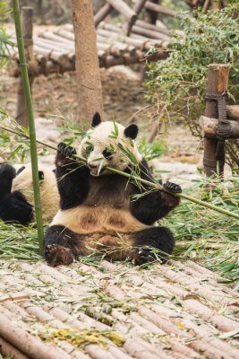 Papier peint  Panda en train de manger les tiges de bambou