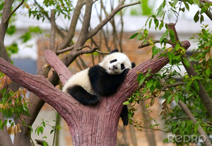 Papier peint  Panda endormi sur l'arbre