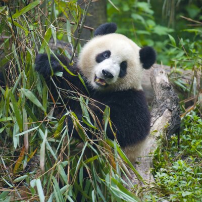 Panda et bambou