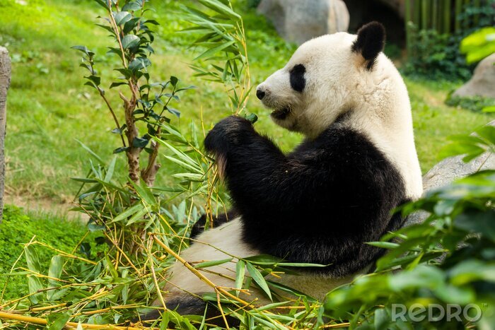 Papier peint  Panda géant et plantes vertes