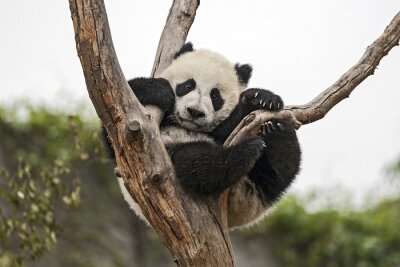 Papier peint  Panda géant sur l'arbre