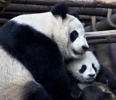 Papier peint  Panda grand avec son enfant