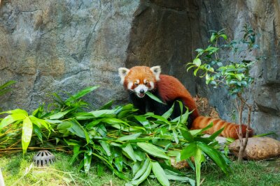 Panda roux et bambou