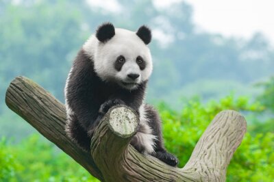 Papier peint  Panda sur fond d'arbres
