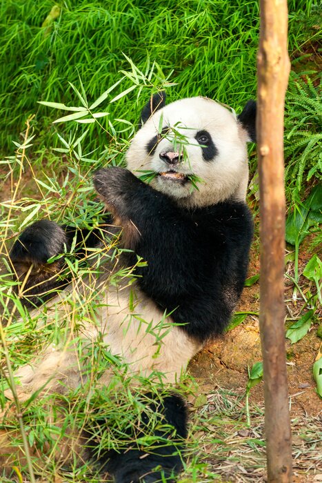 Papier peint  Panda sur fond végétal