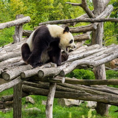 Panda sur une maison en bois