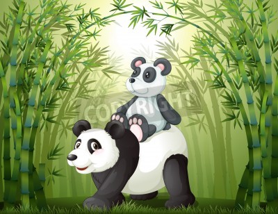 Papier peint  Pandas dans une forêt de bambous