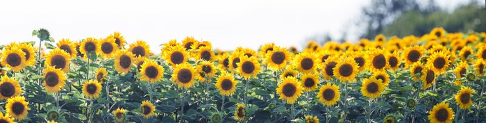 Papier peint  Panorama avec des tournesols