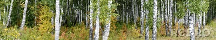 Papier peint  Panorama avec forêt de bouleaux