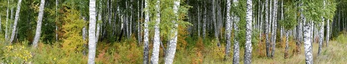 Papier peint  Panorama avec forêt de bouleaux