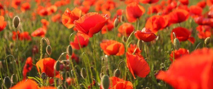 Papier peint  Panorama avec un champ de coquelicots