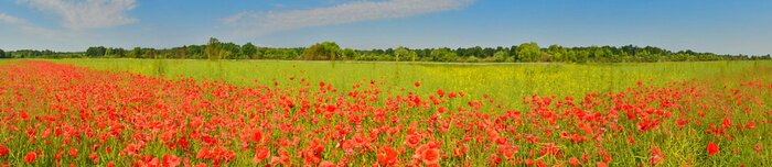 Papier peint  Panorama champ de coquelicots