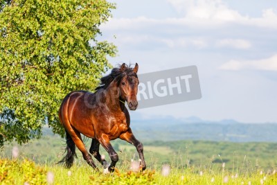 Papier peint  Panorama d'été avec un cheval qui court