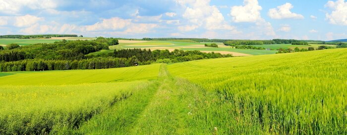 Papier peint  Panorama d'herbe verte et de ciel