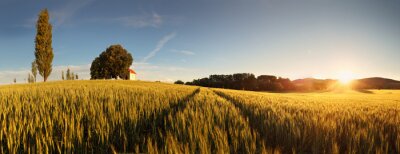 Panorama d'un champ de céréales