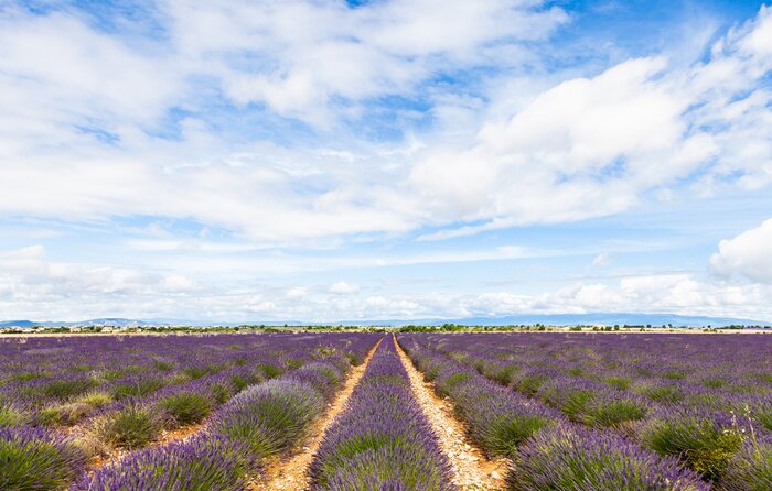 Papier peint  Panorama d'un champ français avec de la lavande