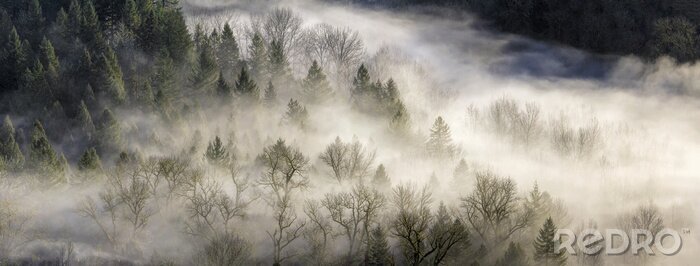 Papier peint  Panorama d'une forêt brumeuse