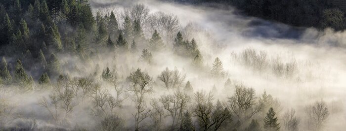 Papier peint  Panorama d'une forêt brumeuse