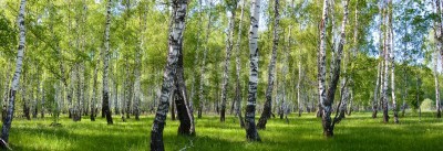 Papier peint  Panorama d'une forêt de bouleaux