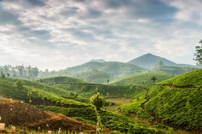 Panorama d'une plantation de thé