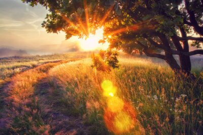 Papier peint  Panorama d'une prairie au matin avec des rayons de soleil