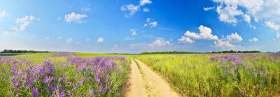 Papier peint  Panorama d'une route de campagne et de champs d'herbe