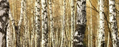 Papier peint  Panorama de bouleaux