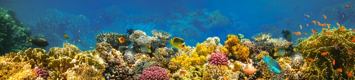 Papier peint  Panorama de l'océan avec des poissons