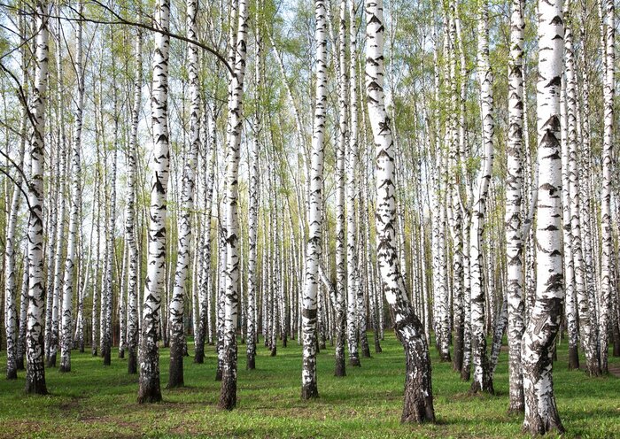 Papier peint  Panorama de la forêt de bouleaux