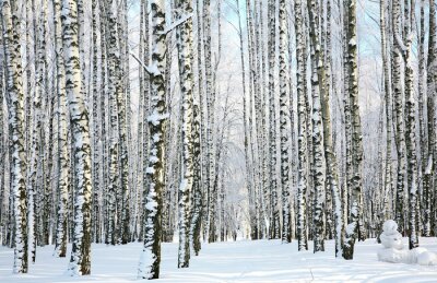 Papier peint  Panorama de la forêt de bouleaux en hiver