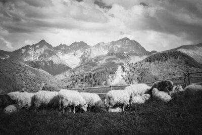Papier peint  Panorama des montagnes en noir et blanc