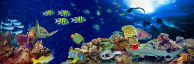 Panorama du récif corallien et des poissons