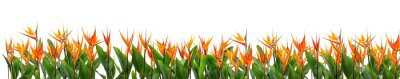 Papier peint  Panoramic field of orange Strelitzia Reginae tropical flowers, isolated on a transparent background. PNG, cutout, or clipping path.