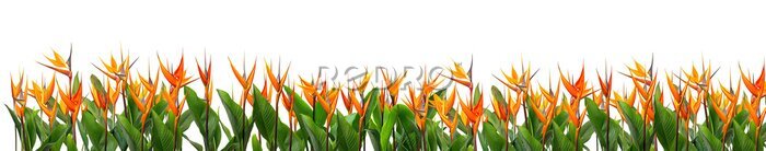 Papier peint  Panoramic field of orange Strelitzia Reginae tropical flowers, isolated on a transparent background. PNG, cutout, or clipping path.