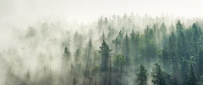 Papier peint  Panoramic view of forest with morning fog