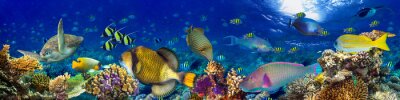 Panoramique colorée sous-marine, récif corallien, panorama, fond, beaucoup, poissons, tortue, marin, vie