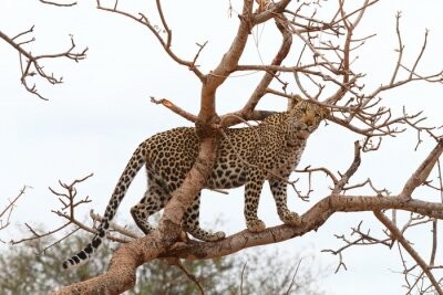 Papier peint  Panthère debout sur une branche d'arbre