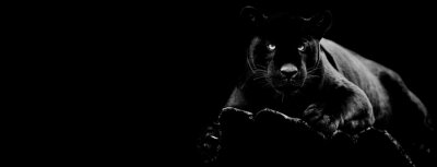 Panthère noire sur fond sombre