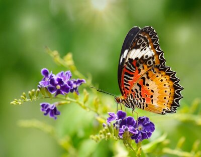 Papillon à motifs et nature