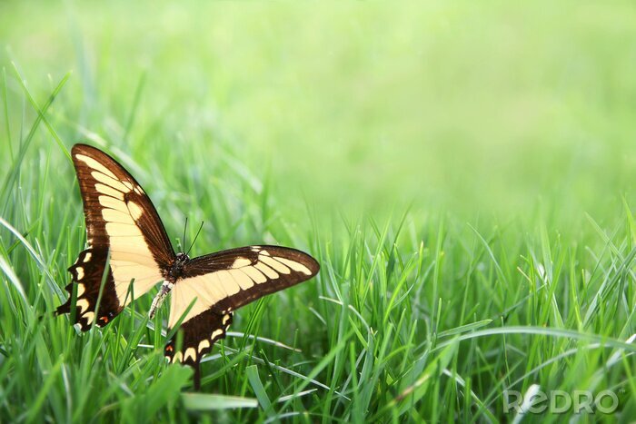 Papier peint  Papillon assis sur l'herbe
