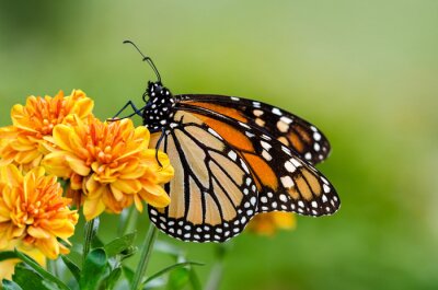 Papier peint  Papillon assis sur une fleur